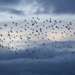 Jerwood Composer+ Showcase: Lisa Robertson (5 Sep 26)